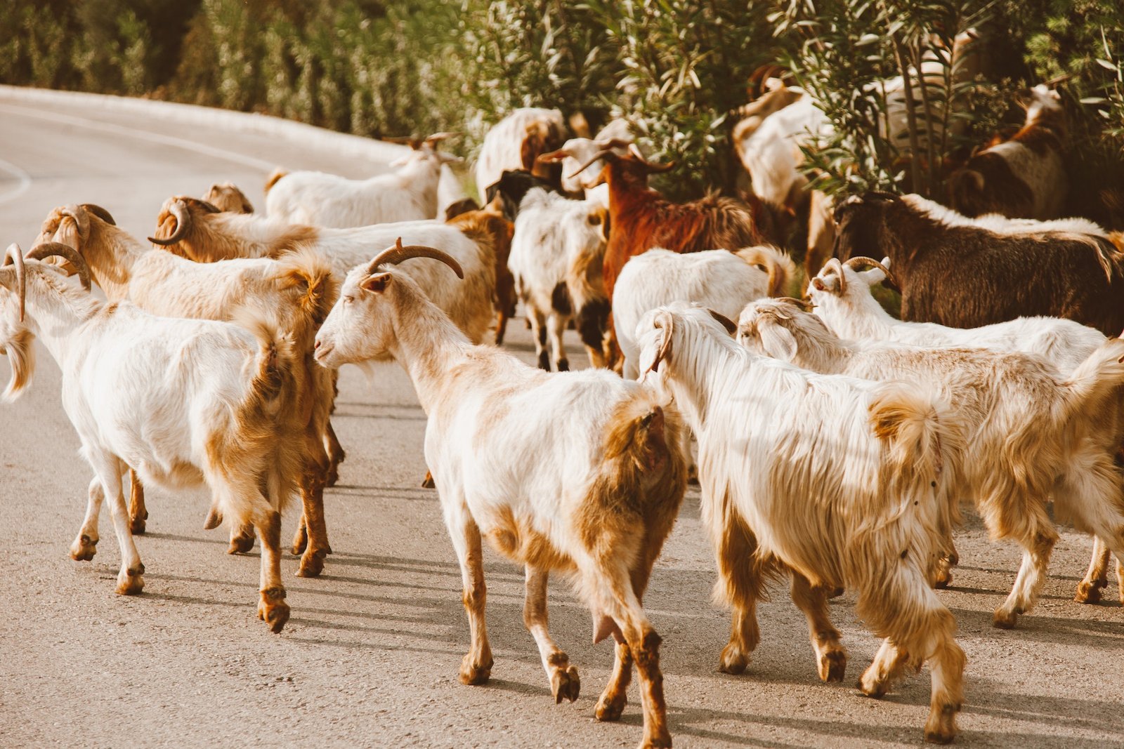 Goat Farming